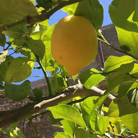 Lemon Tree 別荘 Tripi